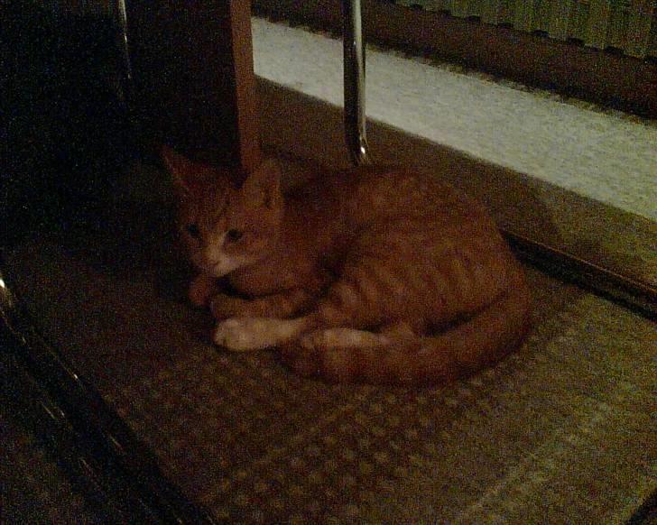 Huskat Simon - Simon som hel ny misser ;) billede 7