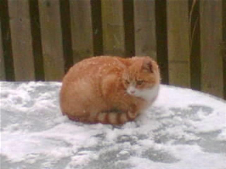 Huskat Simon - Simon så den første sne falde x) billede 8