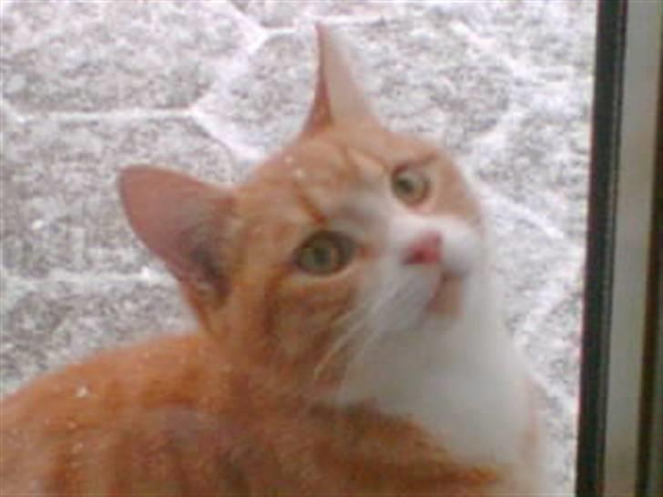 Huskat Simon - så havde han fået nok og ville ind! ;) billede 9