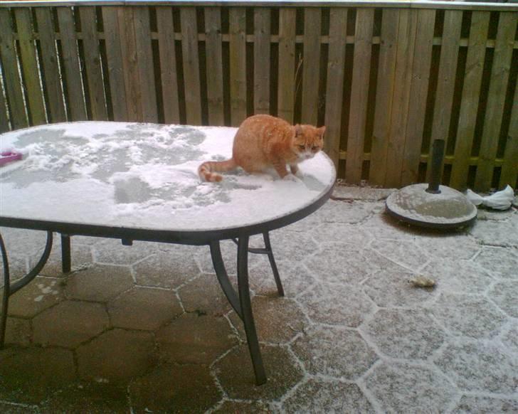 Huskat Simon billede 10