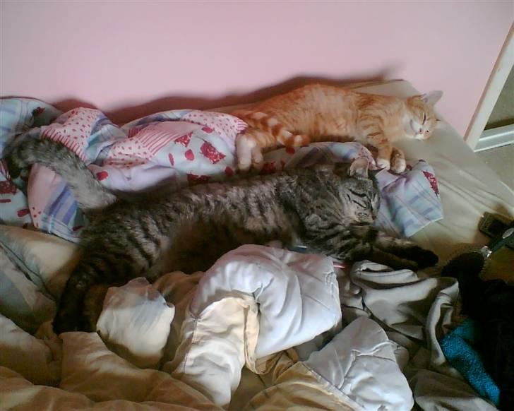 Huskat Simon - Simon og toulouse der hygger ;D billede 11