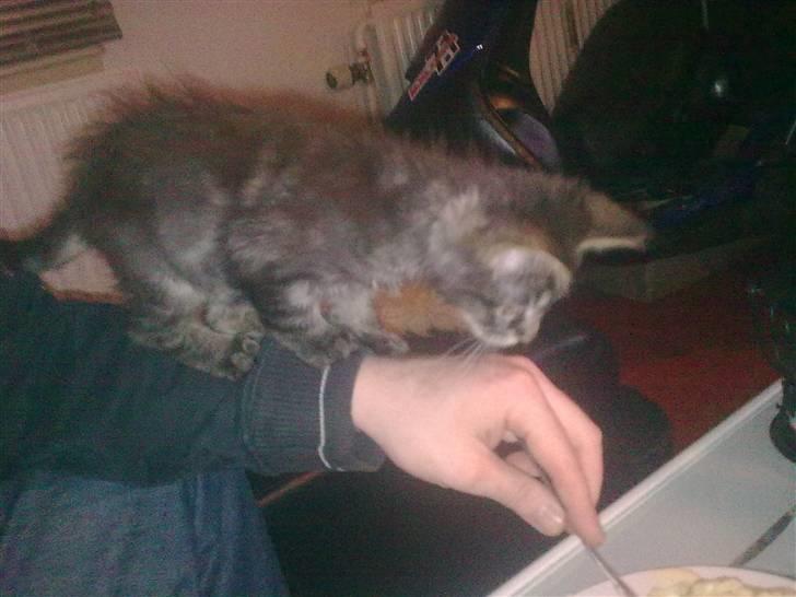 Maine Coon Hannah - Hun er en tiggerøv! :D billede 15