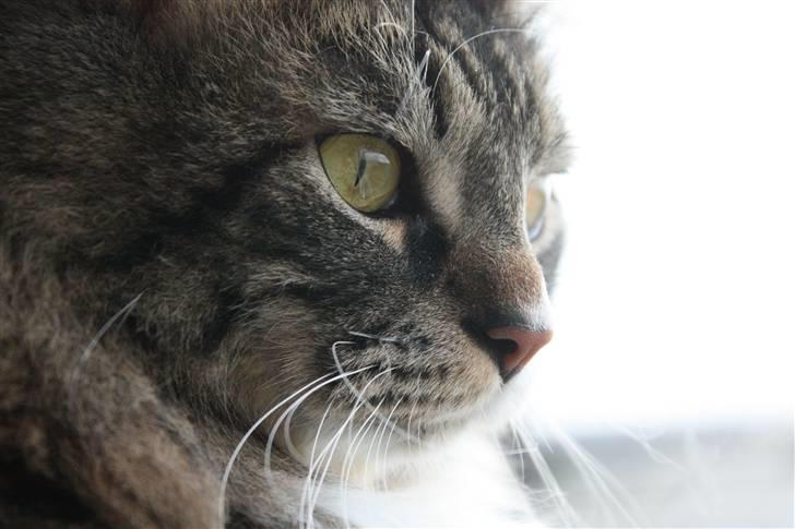 Blanding af racer Frederik<'3 - NYT billede 11