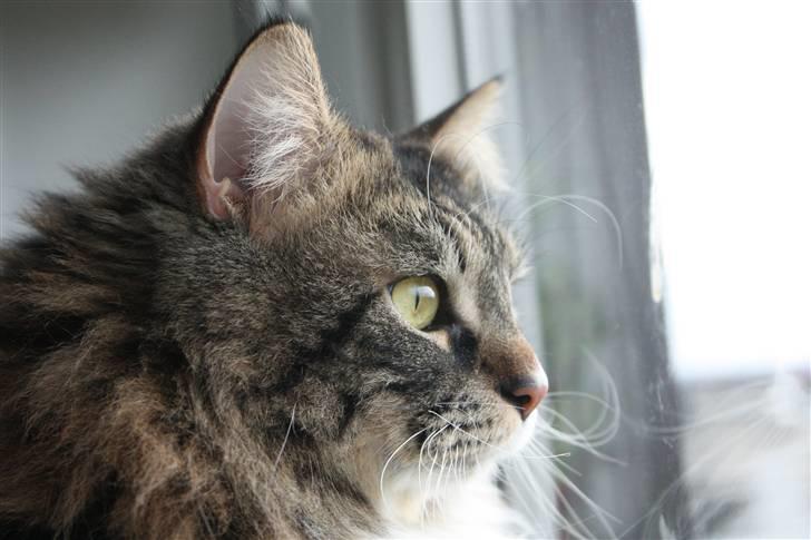 Blanding af racer Frederik<'3 - NYT billede 12