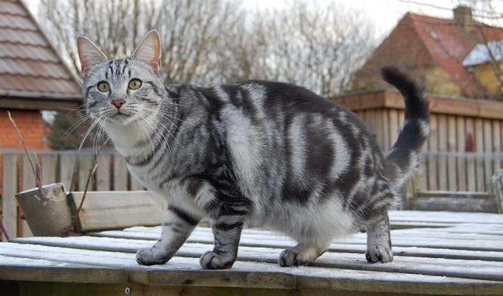 Huskat Anton Husmis billede 9