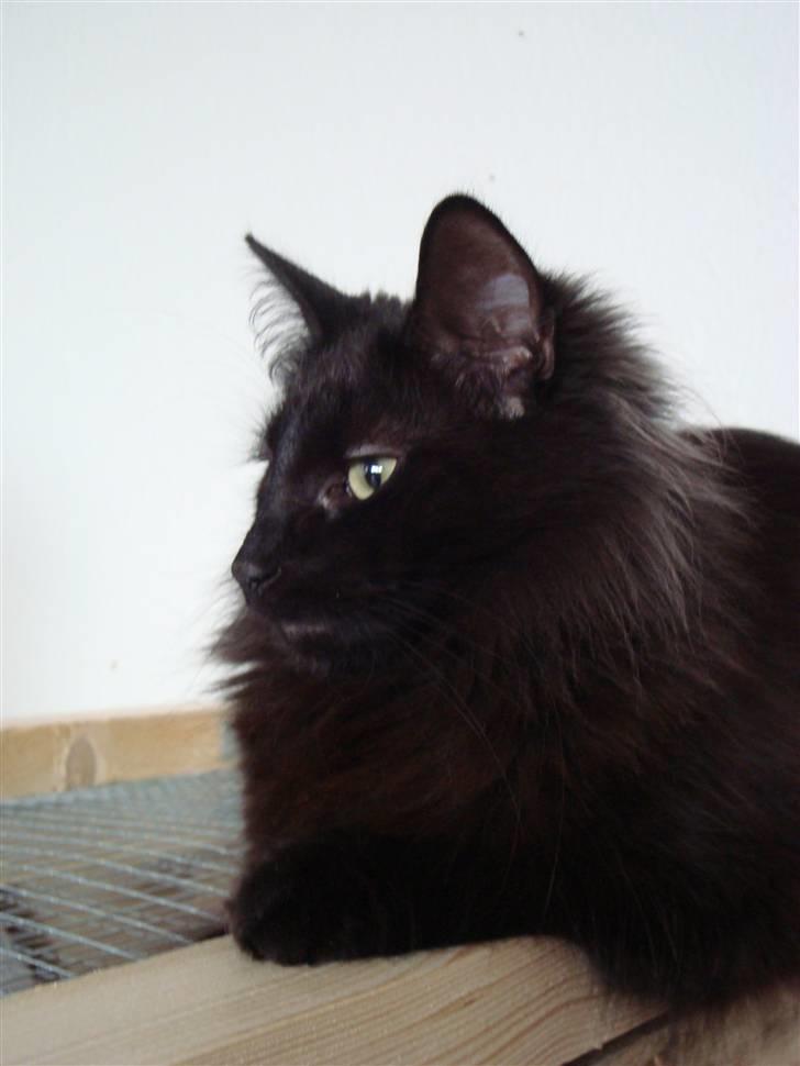 Norsk Skovkat CH DK Nobel-dream´s A Jump billede 32