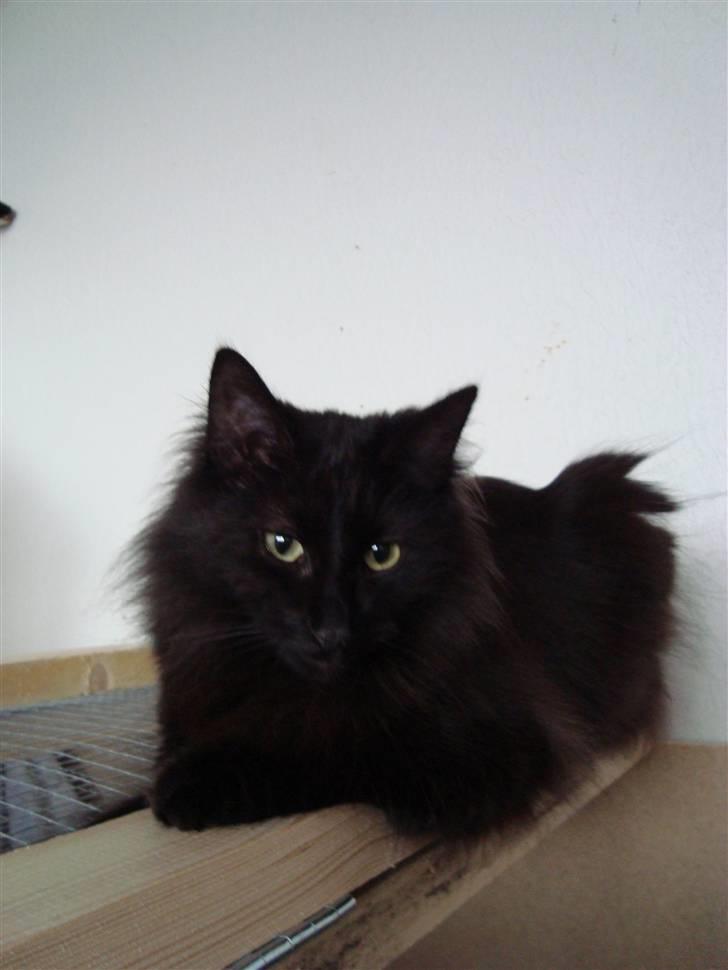 Norsk Skovkat CH DK Nobel-dream´s A Jump billede 27