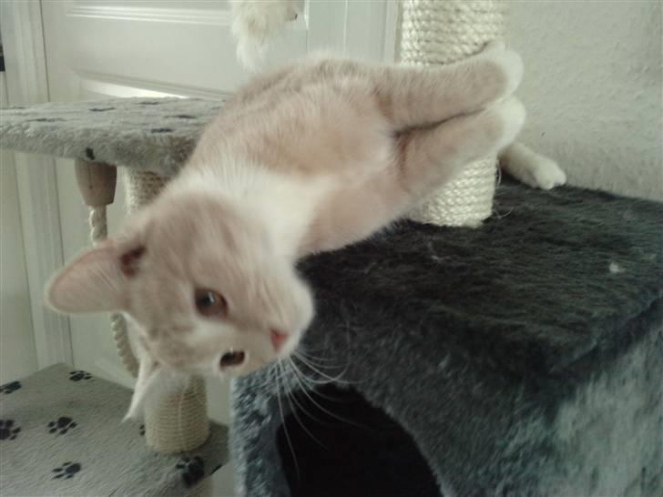 Blanding af racer Aurelia - man kan også ligge og kigge ned på hundene...:-) billede 14