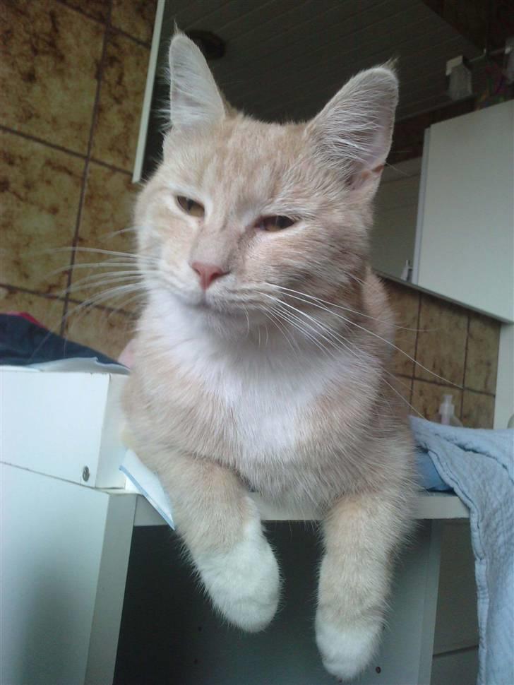 Blanding af racer Aurelia billede 15