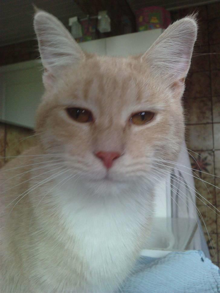 Blanding af racer Aurelia - hej smukke... billede 16