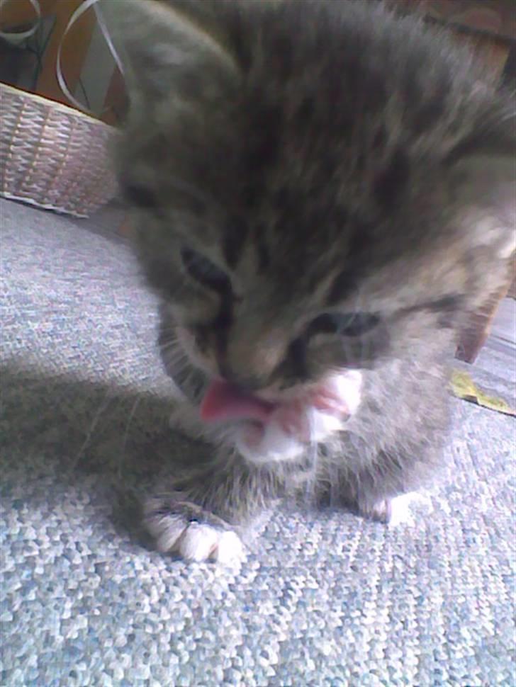 Huskat Simba billede 1