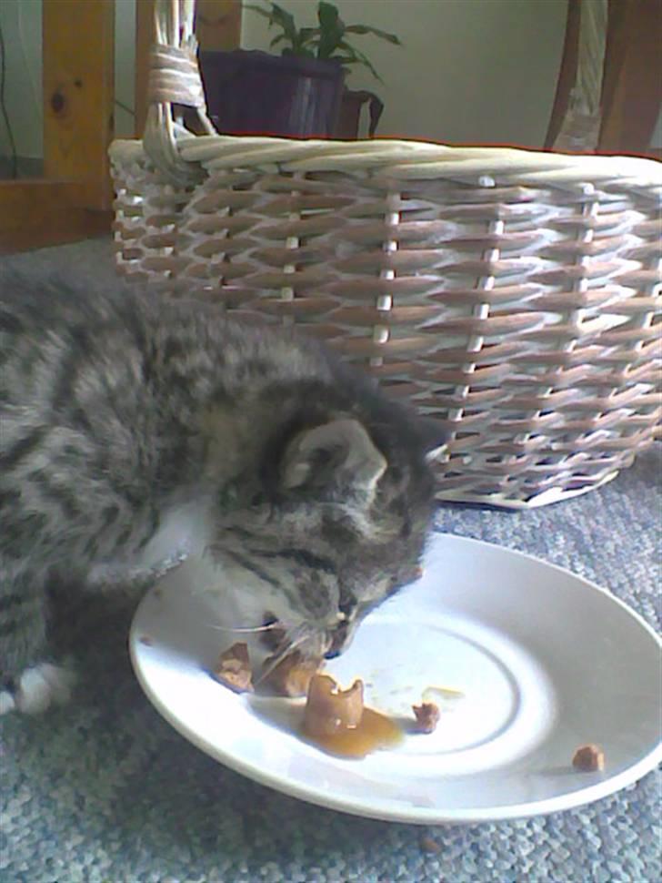 Huskat Simba billede 2