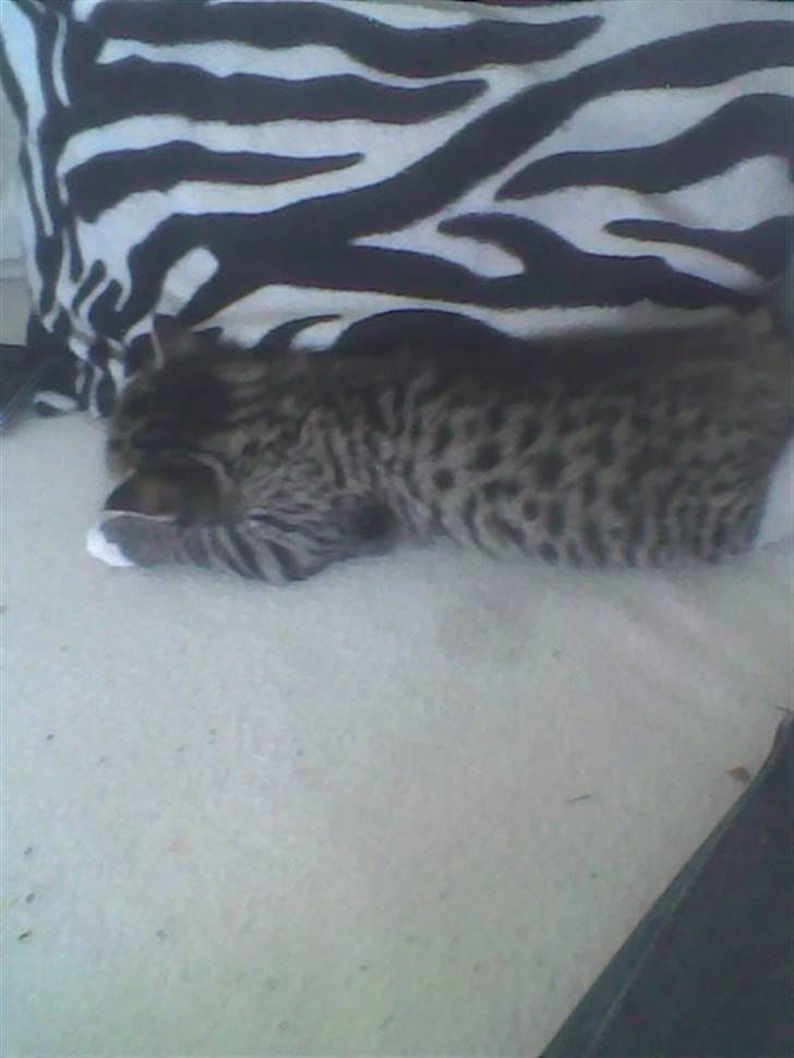 Huskat Simba billede 3