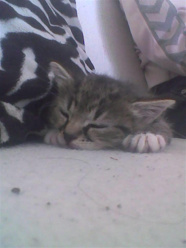 Huskat Simba billede 4