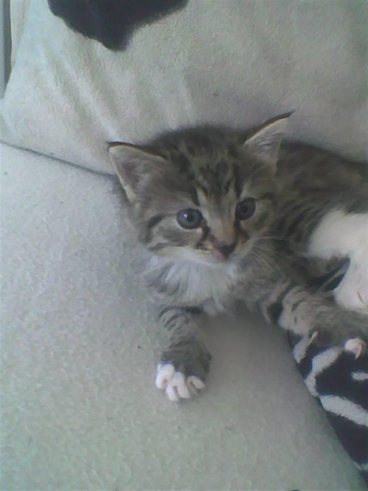 Huskat Simba billede 5