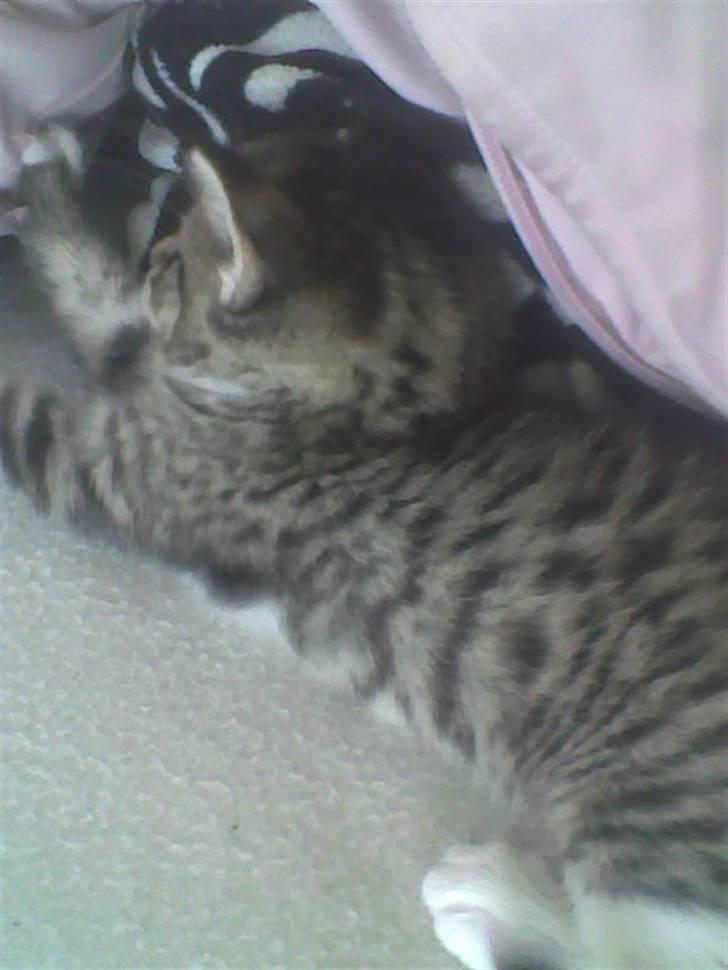 Huskat Simba billede 6