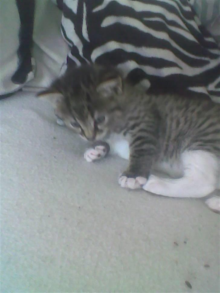 Huskat Simba billede 7