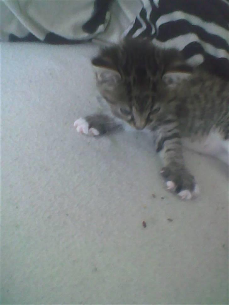 Huskat Simba billede 8