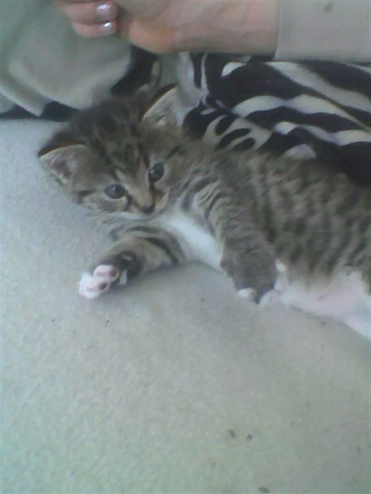 Huskat Simba billede 9