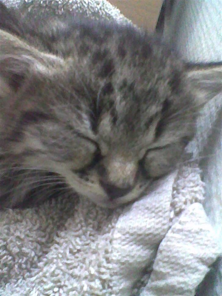 Huskat Simba billede 10