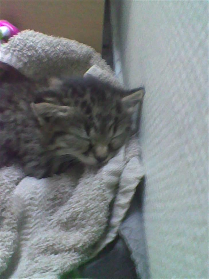 Huskat Simba billede 11