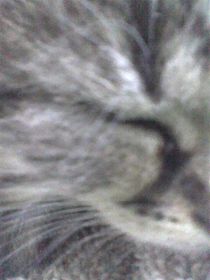 Huskat Simba billede 12