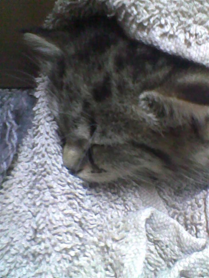 Huskat Simba billede 13