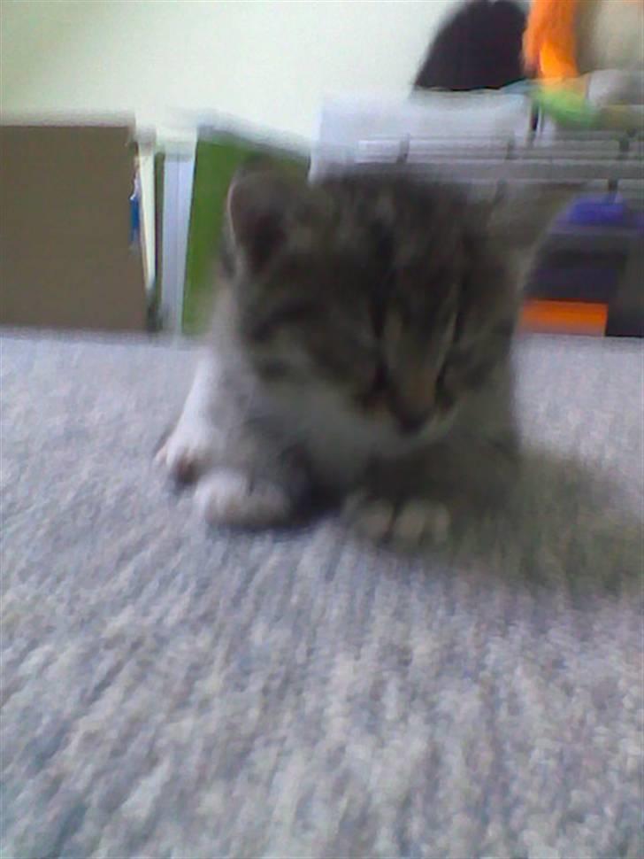 Huskat Simba billede 14