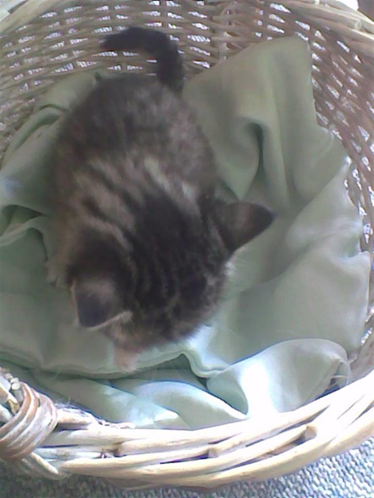 Huskat Simba billede 15