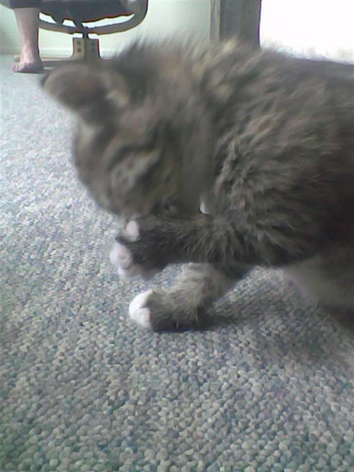 Huskat Simba billede 16