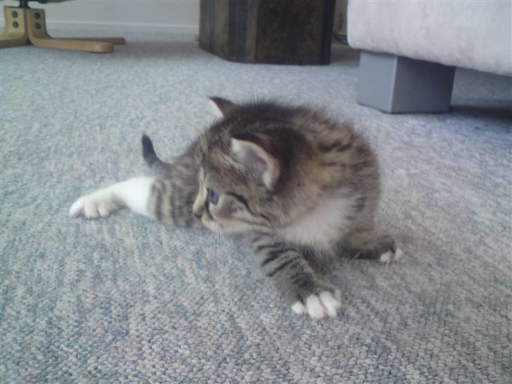 Huskat Simba billede 17