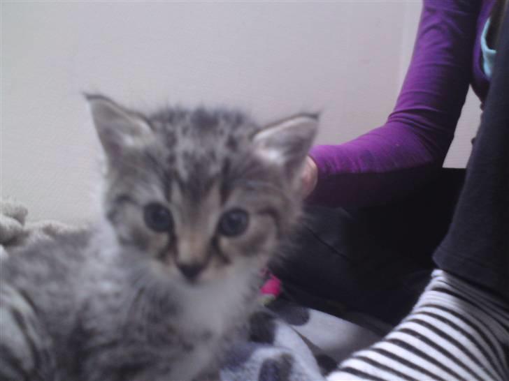 Huskat Simba billede 18