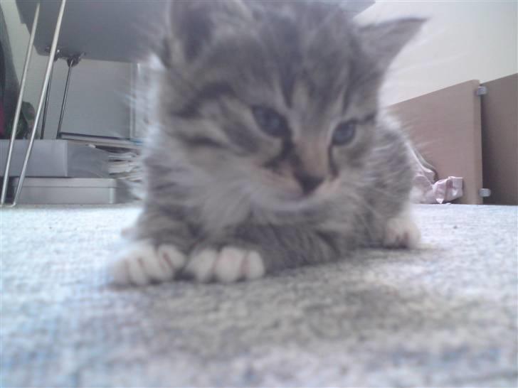 Huskat Simba billede 19