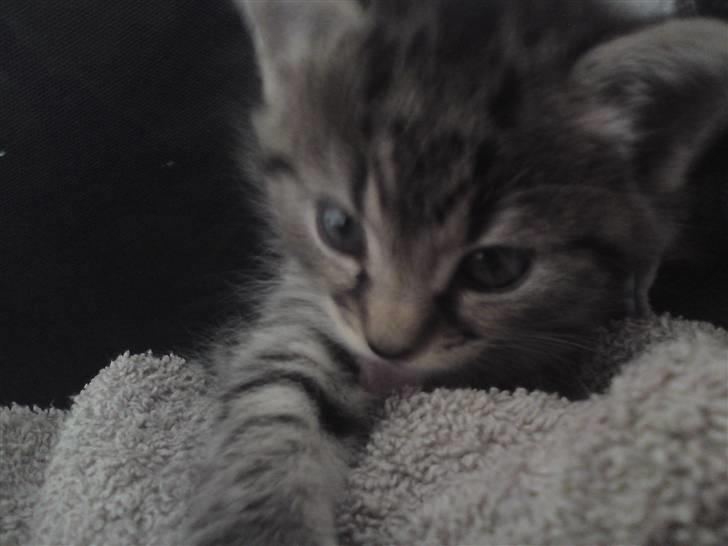 Huskat Simba billede 20