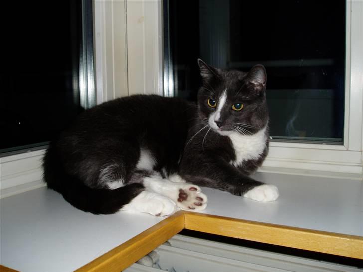 Huskat Balou billede 1