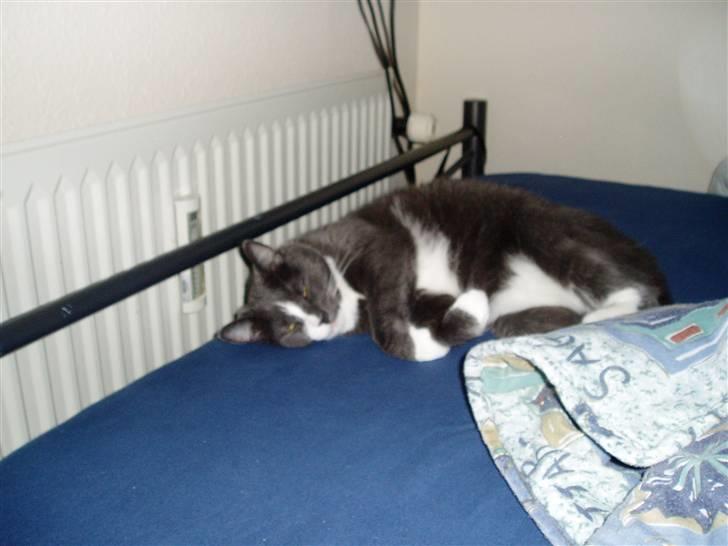 Huskat Balou billede 2