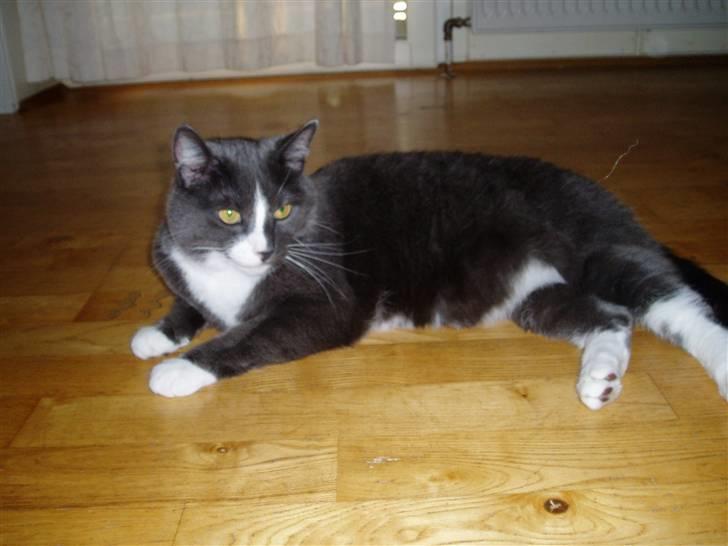 Huskat Balou billede 3