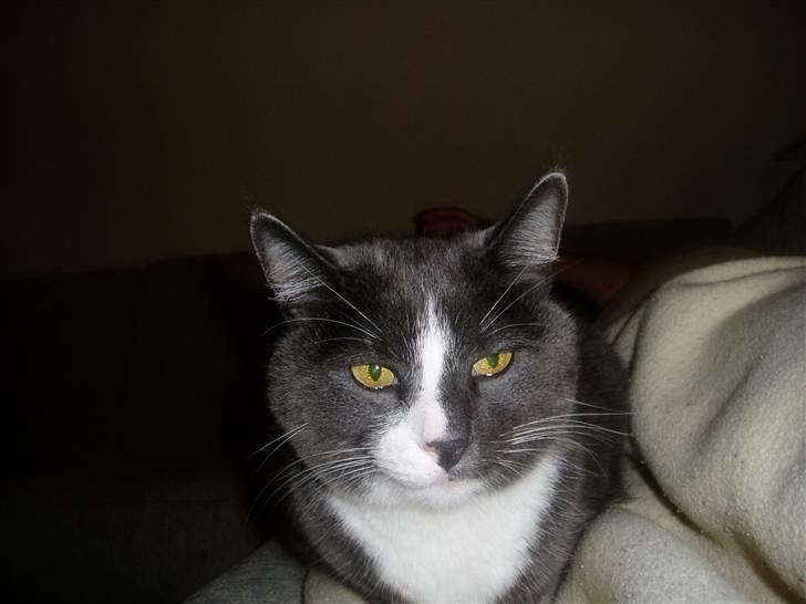 Huskat Balou billede 4