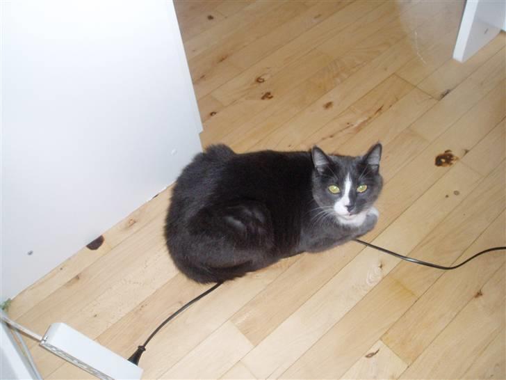 Huskat Balou billede 5