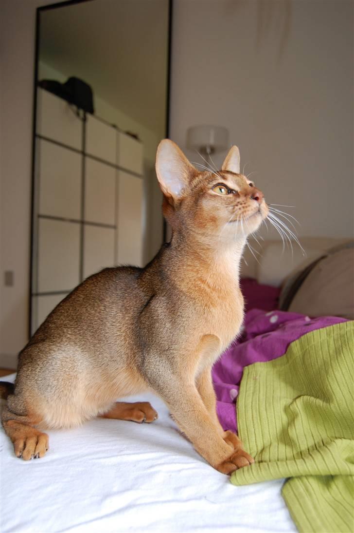 Abyssinier Orpheus billede 8