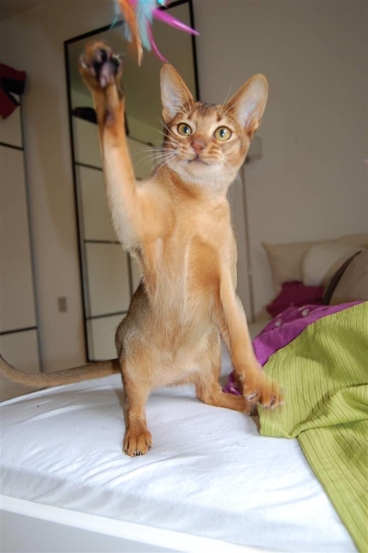 Abyssinier Orpheus billede 9