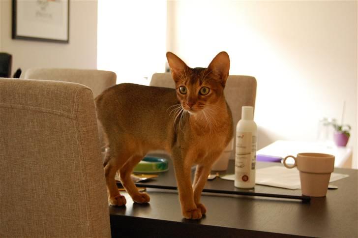 Abyssinier Orpheus billede 10