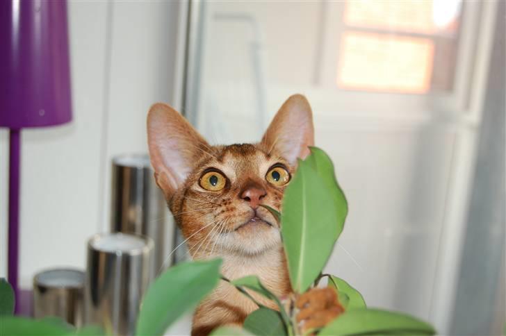 Abyssinier Orpheus billede 11