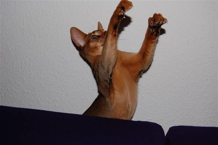 Abyssinier Orpheus billede 12