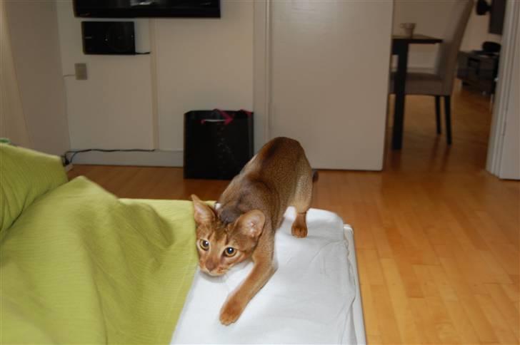 Abyssinier Orpheus billede 13