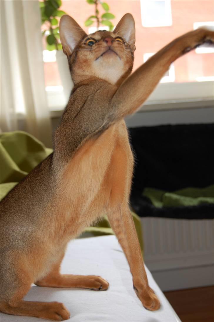 Abyssinier Orpheus billede 14