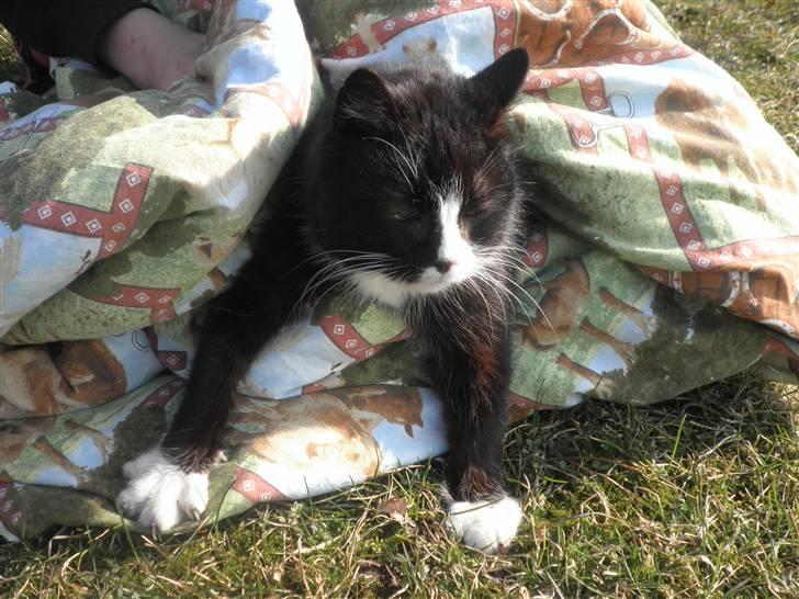 Huskat Smokingkat FredeBo's Mille - Når mille hygger sig :D billede 9