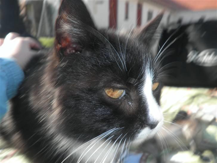 Huskat Smokingkat FredeBo's Mille - Hehe hej mille pige ;D billede 10