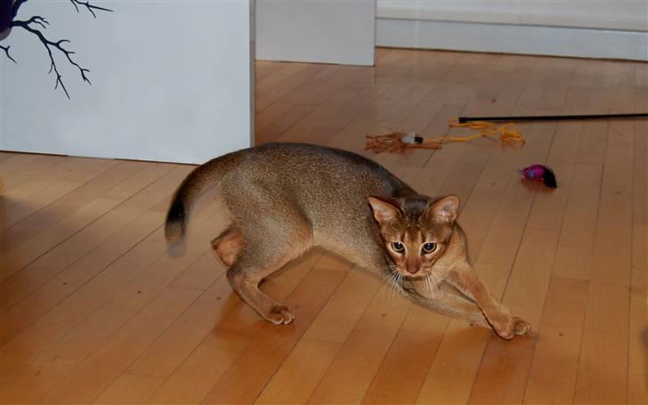 Abyssinier Orpheus billede 15