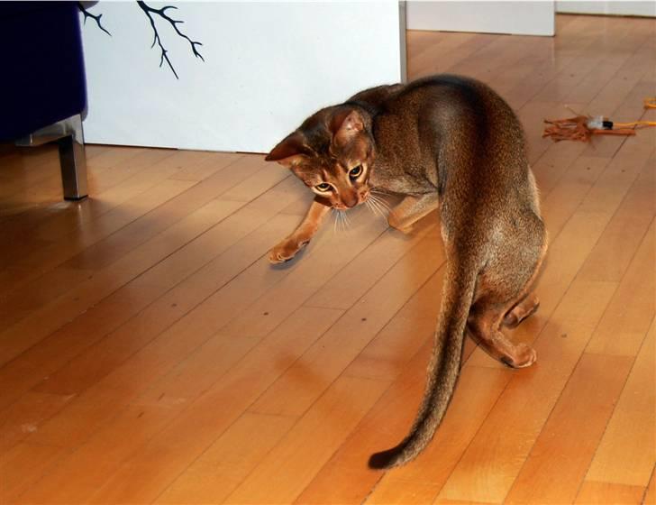 Abyssinier Orpheus billede 16